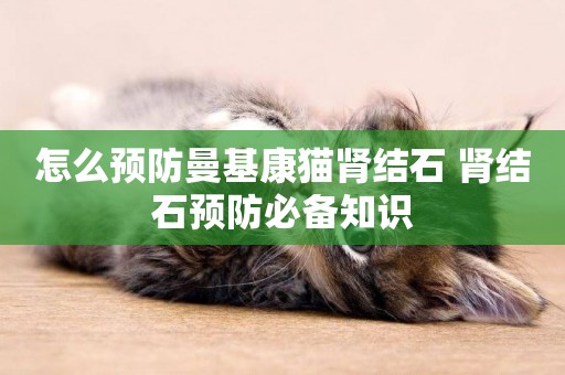 怎么預防曼基康貓腎結石 腎結石預防必備知識