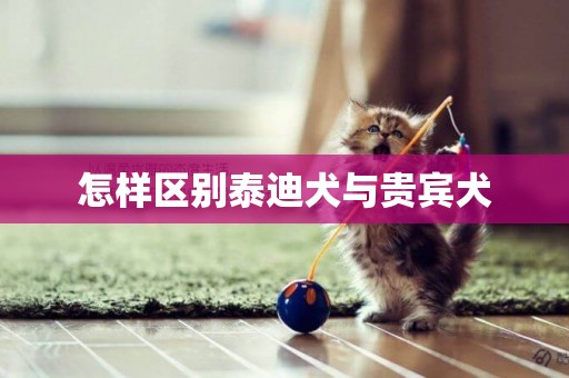 怎樣區別泰迪犬與貴賓犬
