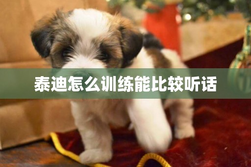 泰迪怎么訓練能比較聽話