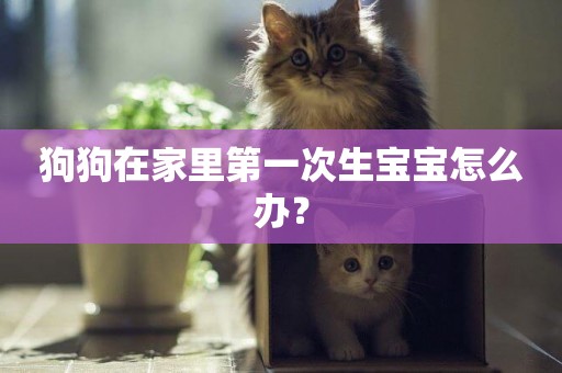 狗狗在家里第一次生寶寶怎么辦？