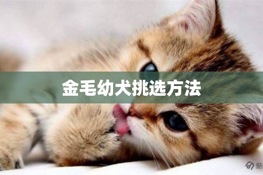 金毛幼犬挑選方法