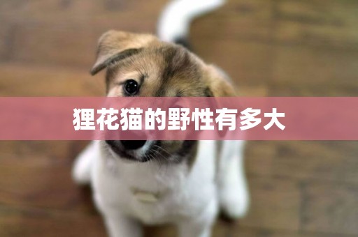 貍花貓的野性有多大