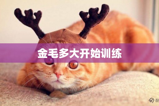 金毛多大開始訓練