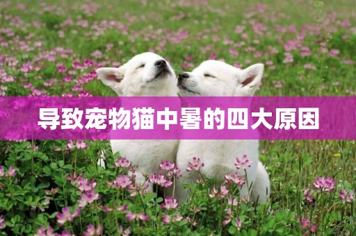 導致寵物貓中暑的四大原因