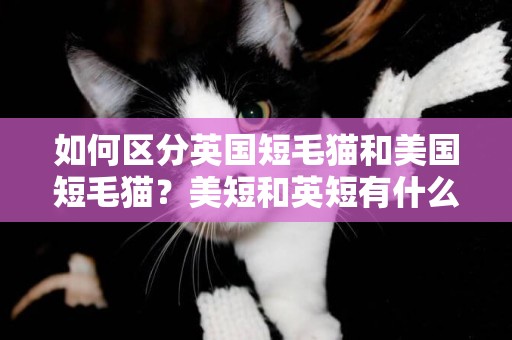 如何區分英國短毛貓和美國短毛貓？美短和英短有什么區別？