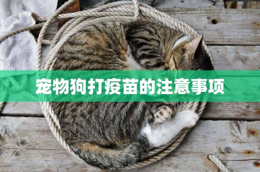 寵物狗打疫苗的注意事項