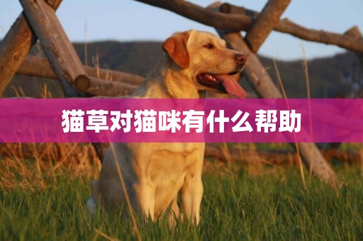 貓草對貓咪有什么幫助