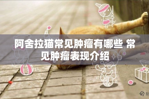 阿舍拉貓常見腫瘤有哪些 常見腫瘤表現介紹