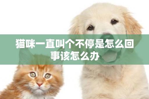 貓咪一直叫個不停是怎么回事該怎么辦