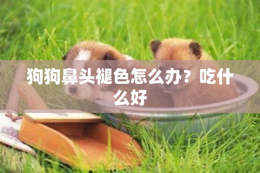 狗狗鼻頭褪色怎么辦？吃什么好