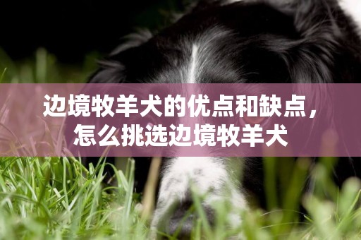 邊境牧羊犬的優點和缺點，怎么挑選邊境牧羊犬