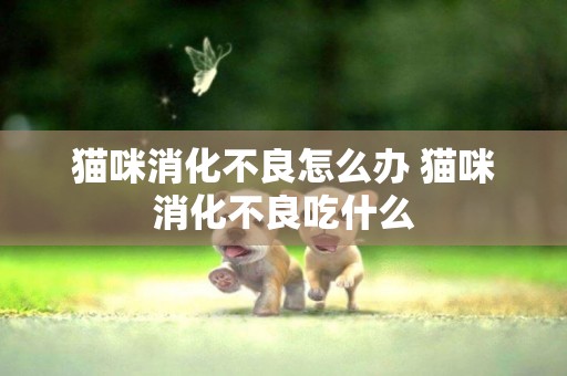 貓咪消化不良怎么辦 貓咪消化不良吃什么