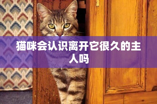 貓咪會認識離開它很久的主人嗎