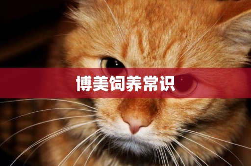 博美飼養常識