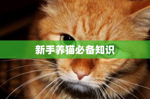 新手養貓必備知識