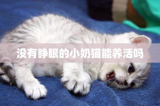 沒有睜眼的小奶貓能養活嗎