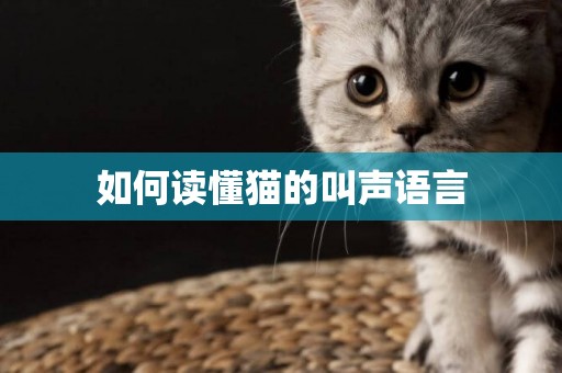 如何讀懂貓的叫聲語言