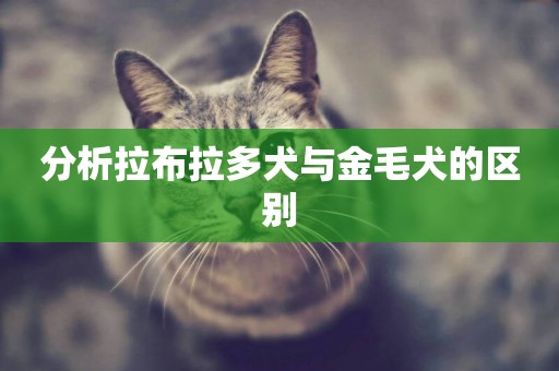 分析拉布拉多犬與金毛犬的區別