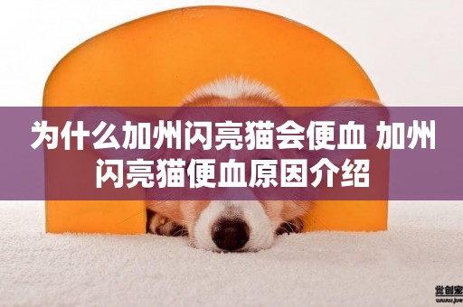 為什么加州閃亮貓會便血 加州閃亮貓便血原因介紹