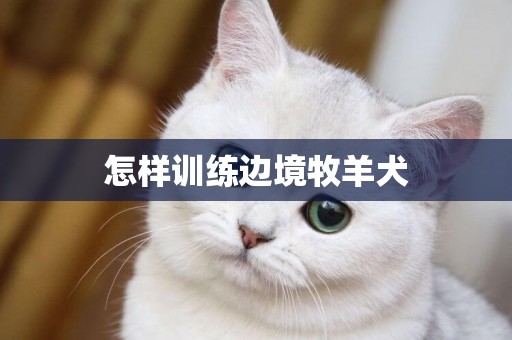 怎樣訓練邊境牧羊犬