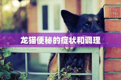龍貓便秘的癥狀和調理