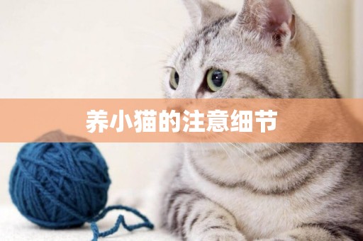 養小貓的注意細節
