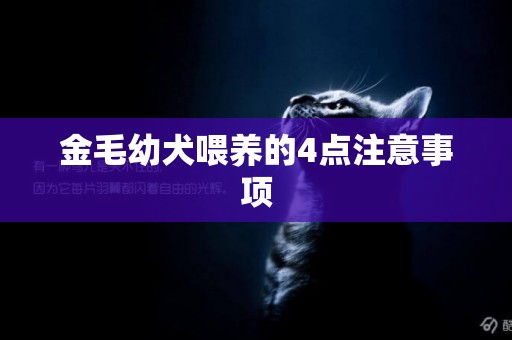 金毛幼犬喂養的4點注意事項