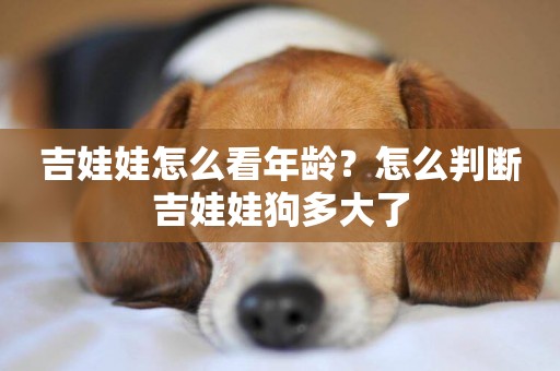 吉娃娃怎么看年齡？怎么判斷吉娃娃狗多大了
