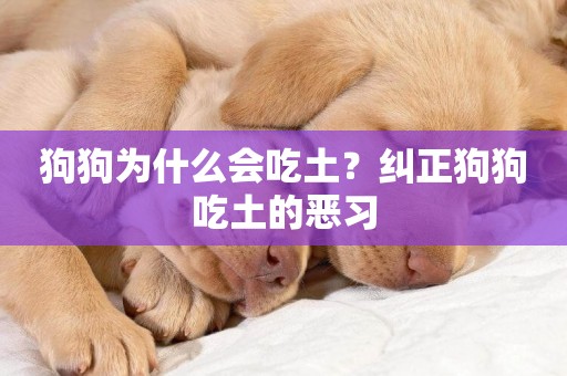 狗狗為什么會吃土？糾正狗狗吃土的惡習