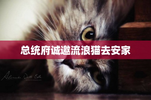 總統府誠邀流浪貓去安家