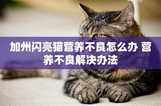 加州閃亮貓營養不良怎么辦 營養不良解決辦法