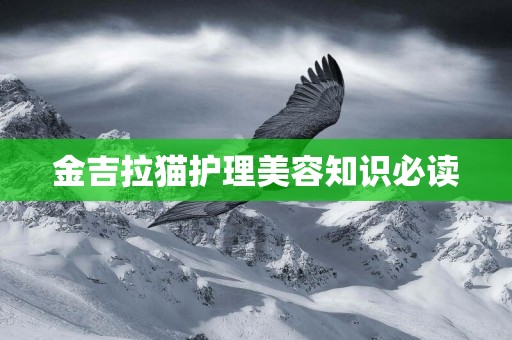 金吉拉貓護理美容知識必讀