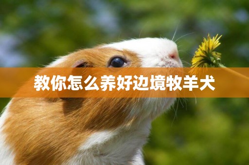 教你怎么養好邊境牧羊犬