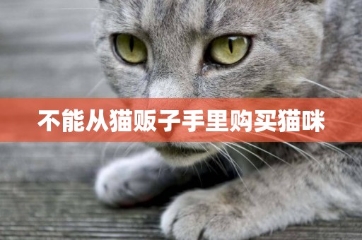 不能從貓販子手里購買貓咪