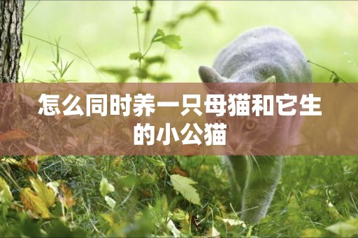 怎么同時養一只母貓和它生的小公貓
