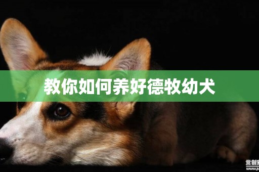 教你如何養好德牧幼犬