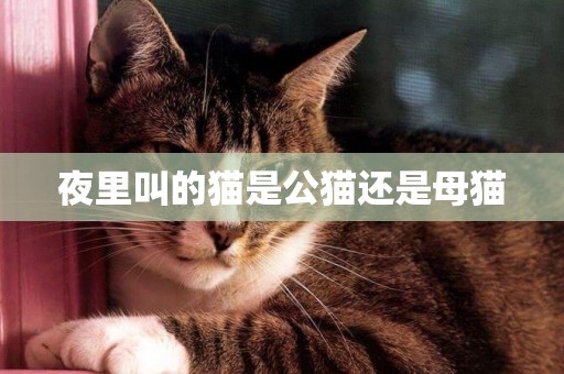 夜里叫的貓是公貓還是母貓