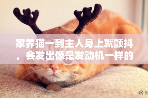 家養貓一到主人身上就顫抖，會發出像是發動機一樣的聲音，這是為