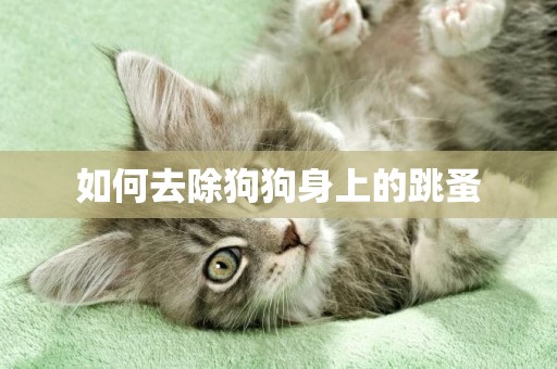 如何去除狗狗身上的跳蚤