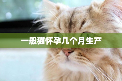 一般貓懷孕幾個月生產