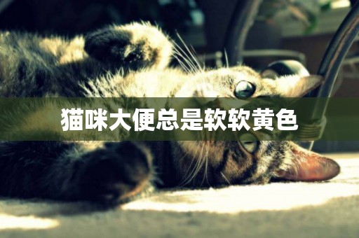貓咪大便總是軟軟黃色
