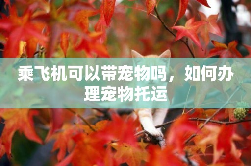 乘飛機可以帶寵物嗎，如何辦理寵物托運