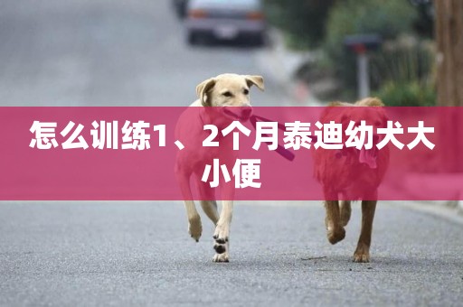 怎么訓練1、2個月泰迪幼犬大小便