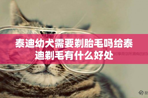 泰迪幼犬需要剃胎毛嗎給泰迪剃毛有什么好處