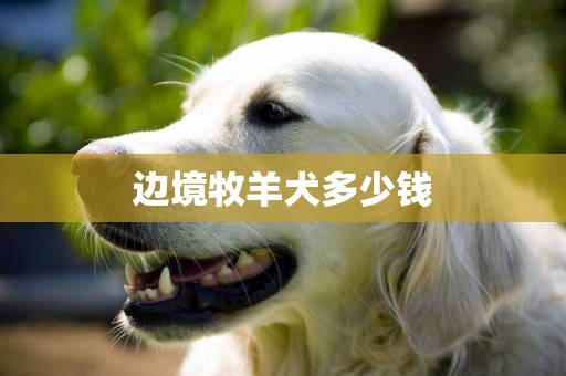 邊境牧羊犬多少錢