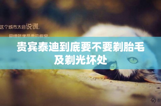 貴賓泰迪到底要不要剃胎毛及剃光壞處