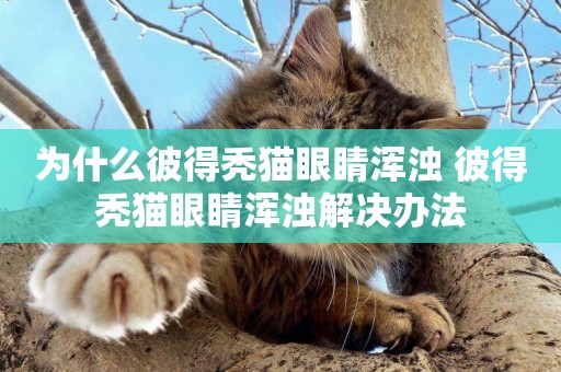 為什么彼得禿貓眼睛渾濁 彼得禿貓眼睛渾濁解決辦法