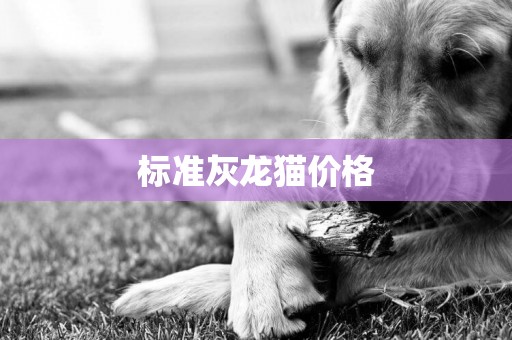 標準灰龍貓價格