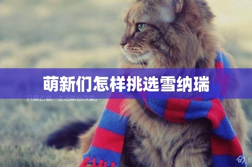 萌新們怎樣挑選雪納瑞