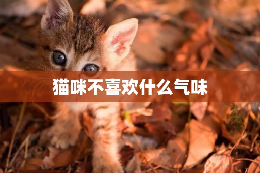 貓咪不喜歡什么氣味